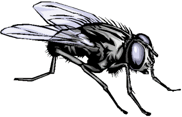 Clipart Fly Clipart