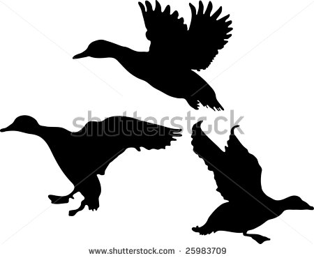 flying mallard duck clipart