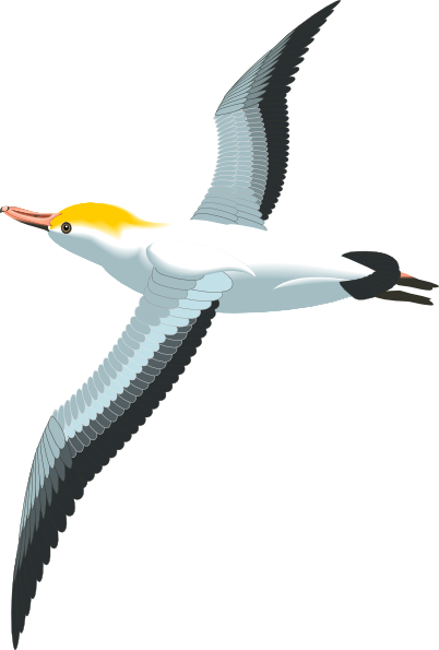 Flying Sea Gull Clip Art At Clker Com Vector Clip Art Online