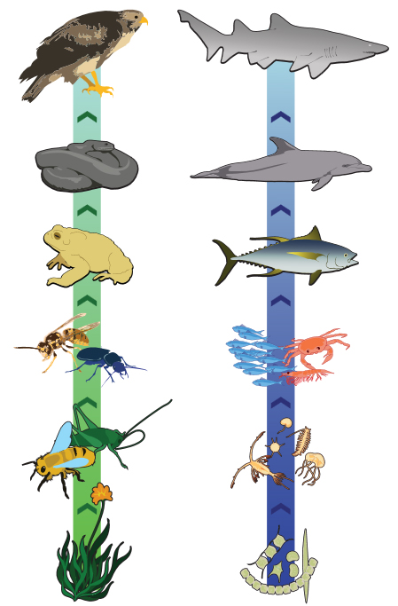 Food Chain - Clipart library. - Food Chain Clipart