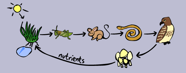 Food Chain with Cat and Mouse