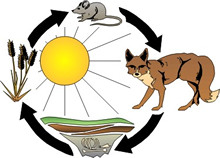 food chains . - Food Chain Clipart