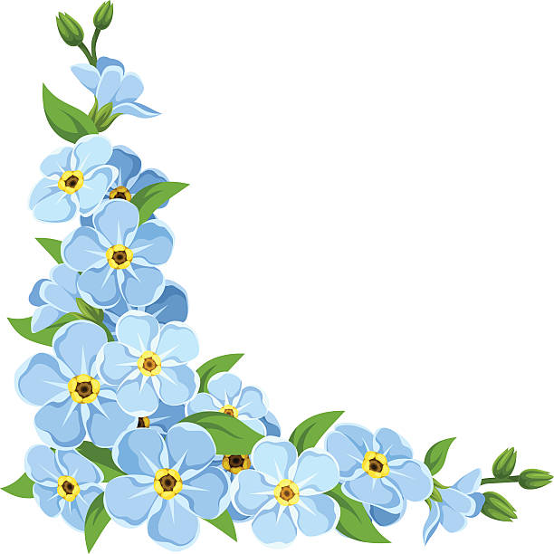 Blue forget-me-not flowers. Vector corner background. vector art  illustration