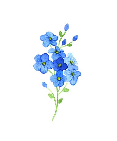 Forget Me Not Clip Art, Vector Images u0026 Illustrations - iStock