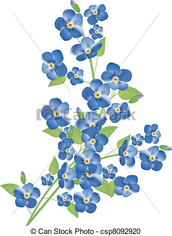 forget-me-not flowers - csp8092920