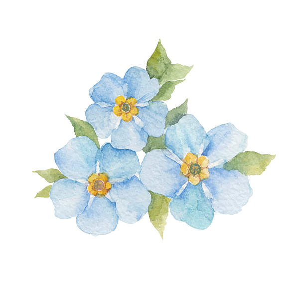 Forget-me-not flowers isolated on white background. vector art illustration