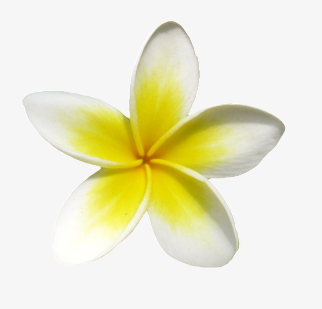 a small yellow frangipani, Plumeria, Small Yellow Flowers, Flowers PNG  Image and Clipart