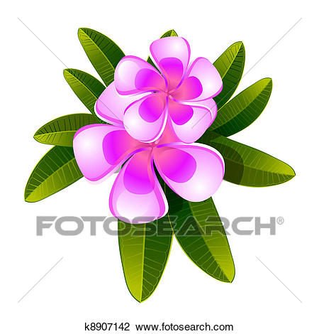 Clipart - Frangipani flower isolated. Fotosearch - Search Clip Art,  Illustration Murals, Drawings