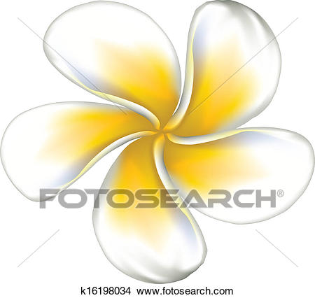 Clipart - White plumeria (Frangipani). Fotosearch - Search Clip Art,  Illustration Murals