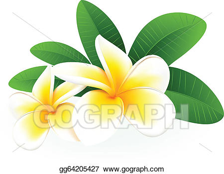 Blossoming branch of frangipa