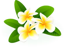 white flower png | Gallery Fr