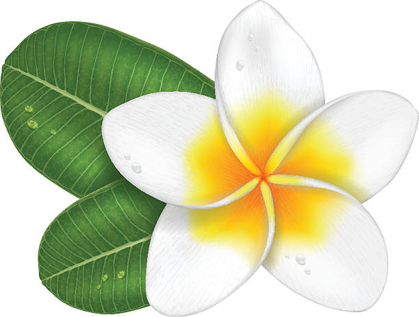 Frangipani flower with leaves. vector art illustration