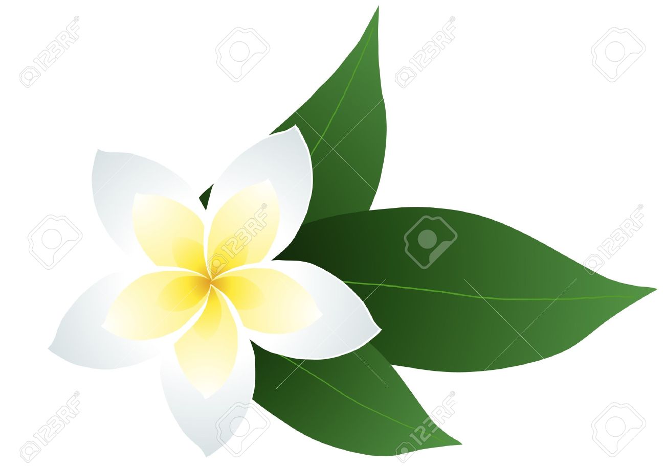 Frangipani flower with leaves