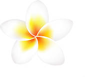 Plumeria (frangipani) flower symbol; Frangipani Flower Isolated