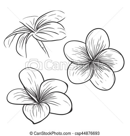 Plumeria frangipani tropical flower icon - csp44876693