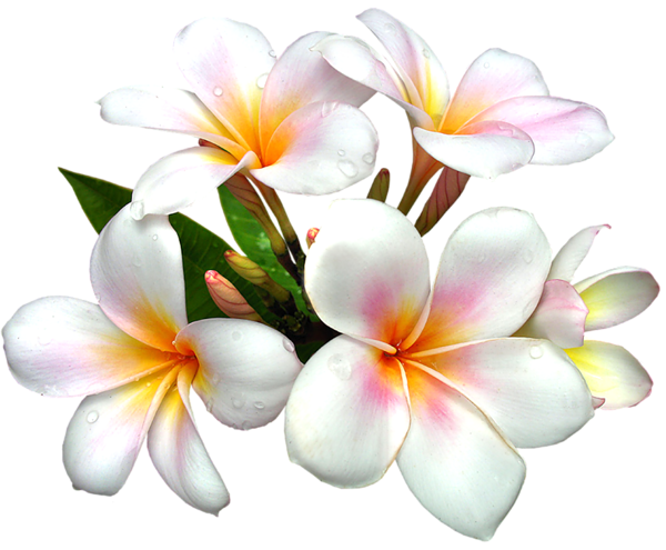 Hawaiian necklace flowers - c