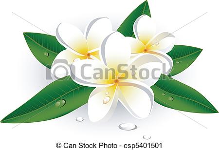 Pink plumeria with leaves; Pi