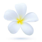 Plumeria Free Images At Clker