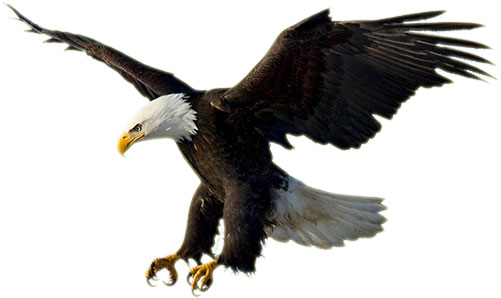 American Eagle Head Clipart .