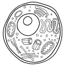 Free Animal Cell Clipart . Download