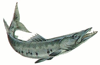 Free Barracuda Clipart Free Clipart Graphics Images And Photos