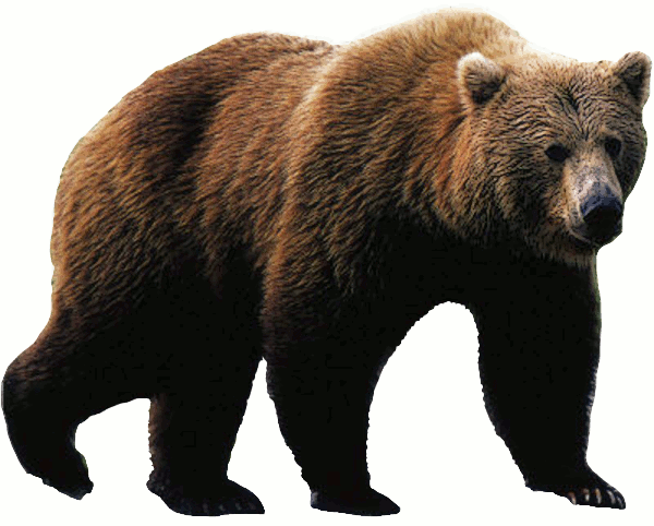 brown grizzly bear clipart. 2