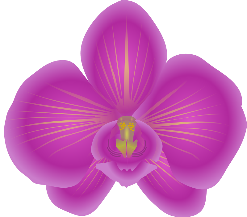Free Beautiful Orchid Flower Clip Art