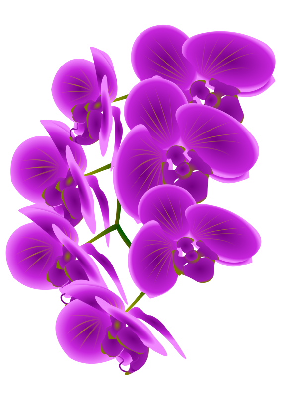 Free Beautiful Purple Orchid Flower Clip Art