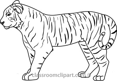 Tiger black and white tiger c