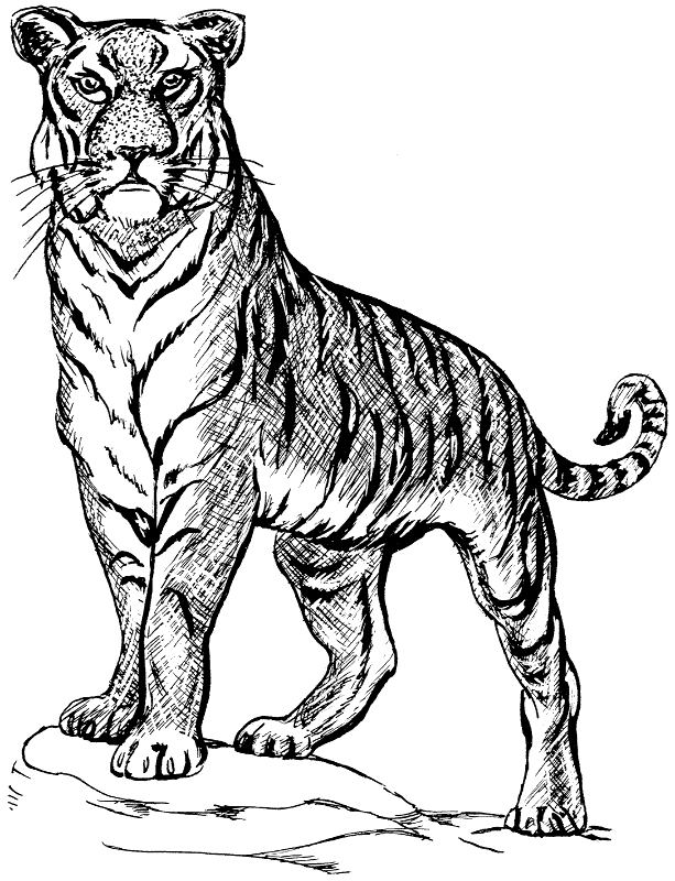 Free Black and White Tiger Clipart
