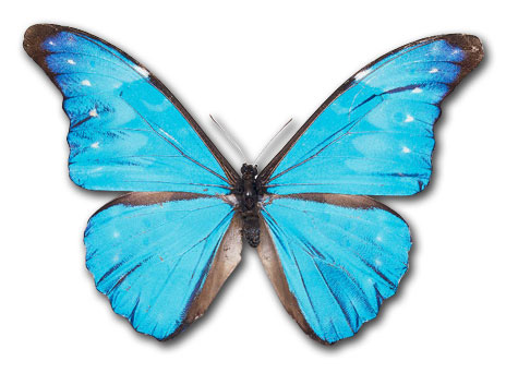 Clip Art Of Butterflies - Cli