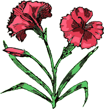 Carnation cliparts. Carnation