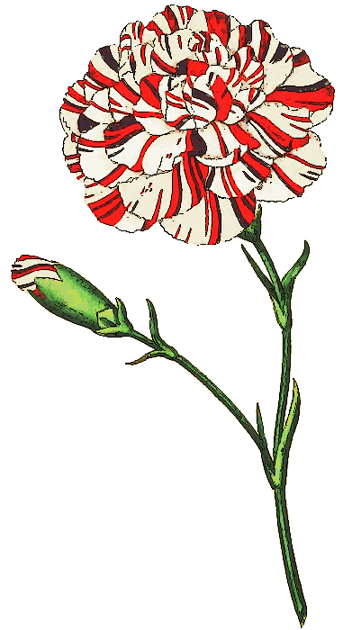 Free Carnation Clipart
