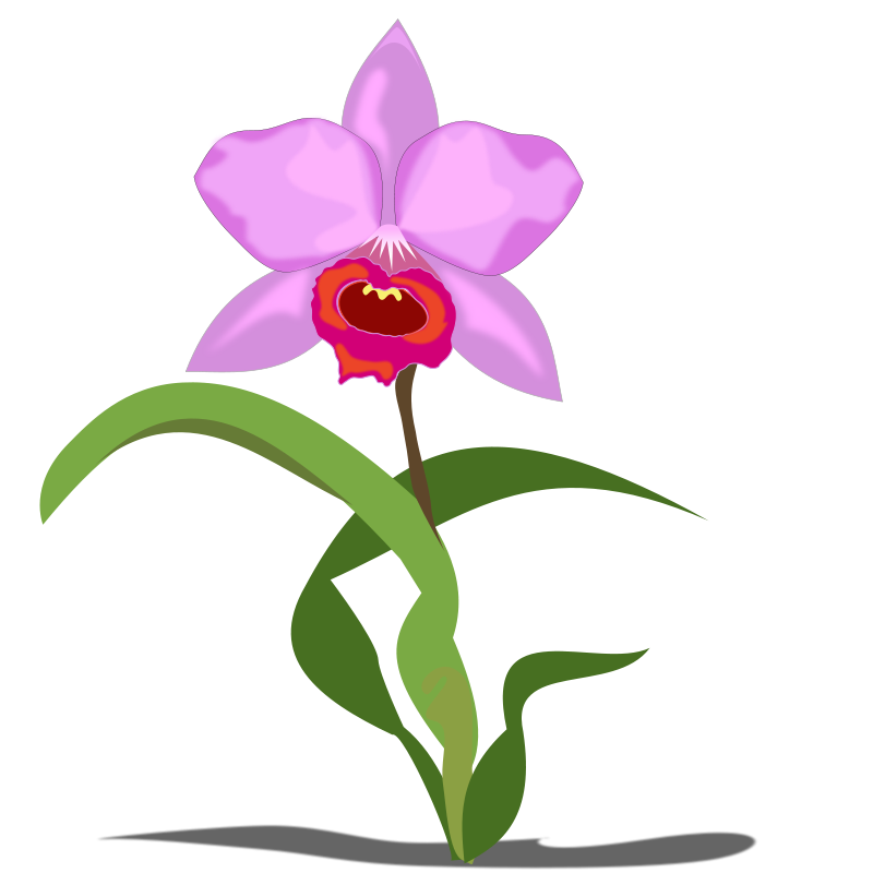 Free Cattleya Flower Clip Art u0026middot; cattleya
