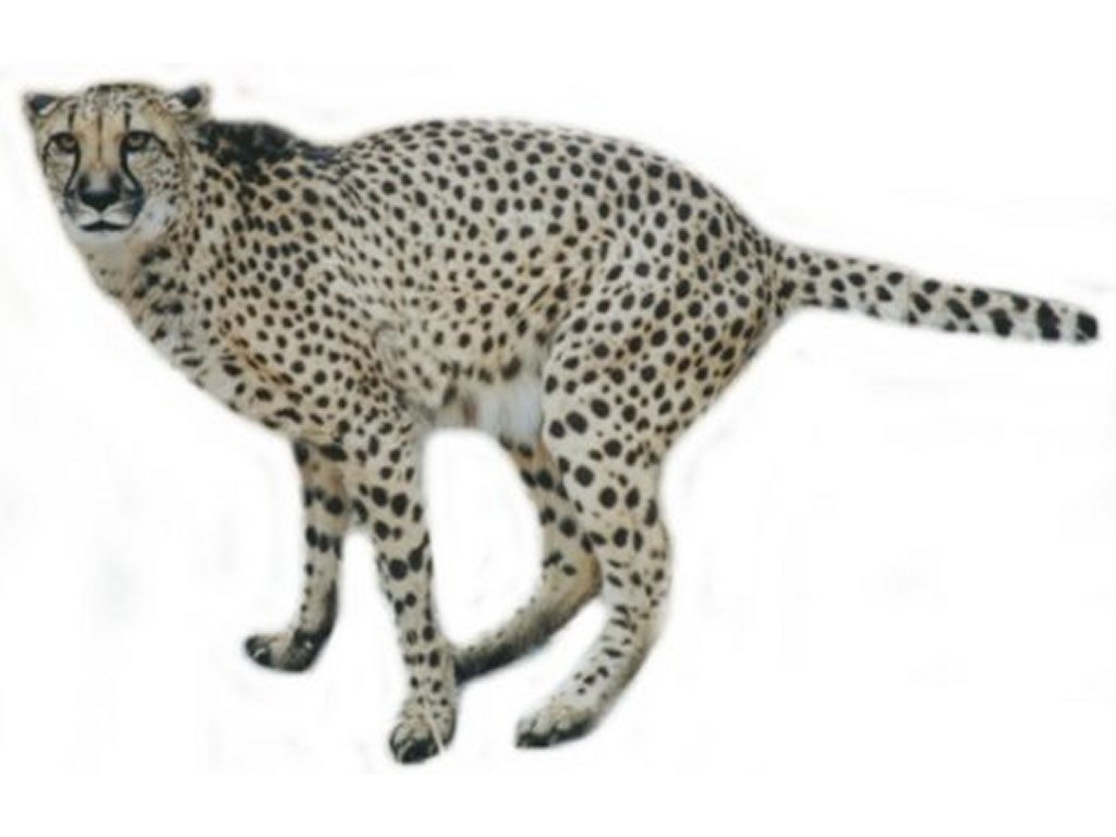 Free Cheetah Clipart Pictures - Clipart Cheetah