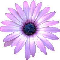 free clip art purple flower photo: Purple flower clipart, 10cmDaisy PurpleDaisyflowerclipart10cm.gif