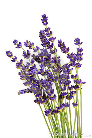 Lavender Flower Frame and Cli
