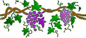 Clipart grapes and vines - .