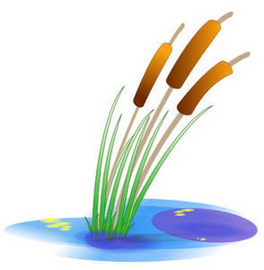 Free Clipart Picture Of Cattails In A Pond