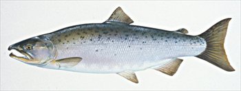 Free Coho Salmon Clipart Free Clipart Graphics Images And Photos