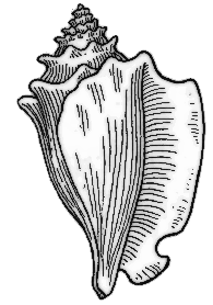 Free Conch Clipart - Conch Clipart