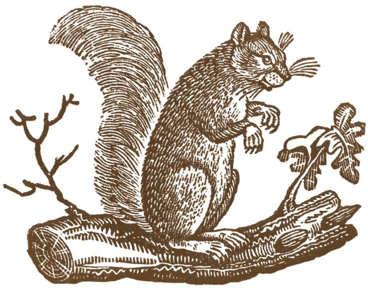 Free Fall Clip Art - Primitive Squirrels - The Graphics Fairy