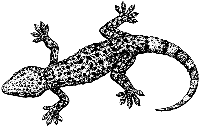 Free Gecko Clipart
