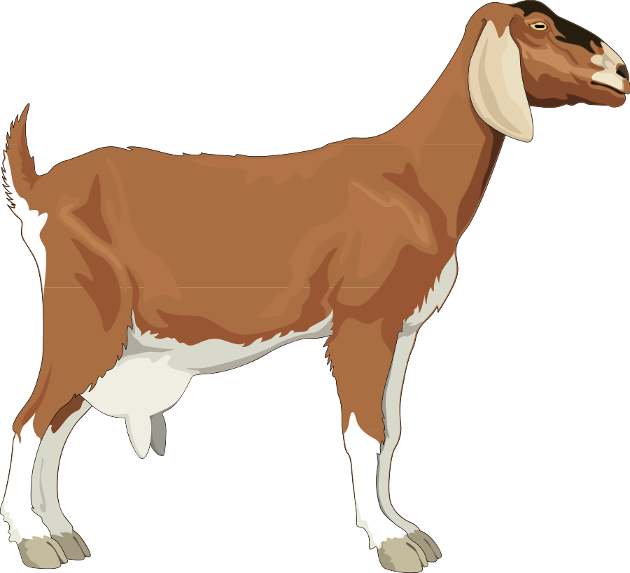Free Goat Clipart Pictures