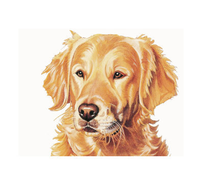 Golden Retriever Dog vector a