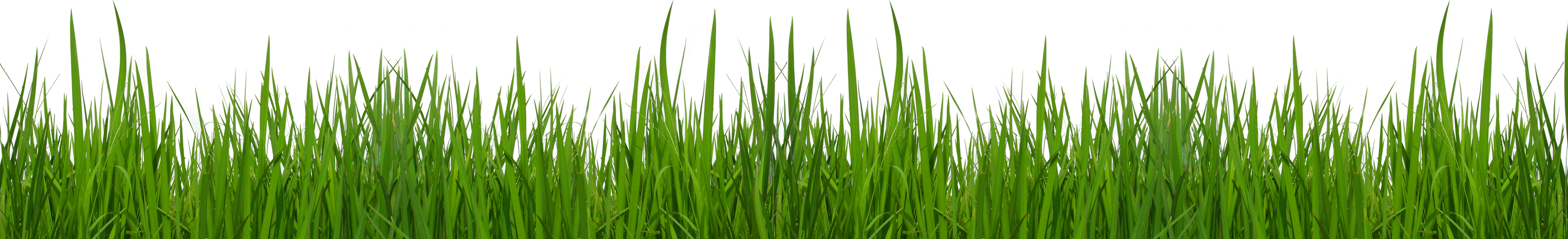 Free grass clip art pictures - Clip Art Grass