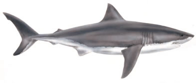 Free Great White Shark Clipart