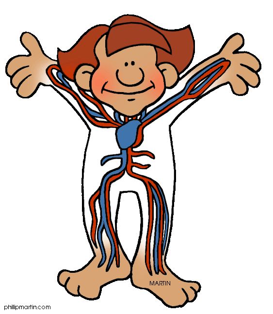 Free Human Body Clip Art by Phillip Martin, Circulatory Systems