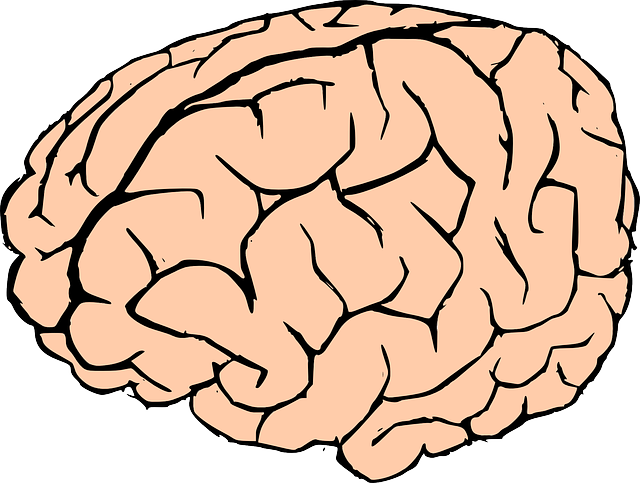 Free Human Brain Clip Art - Brain Clipart