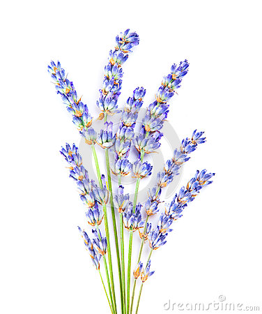 Free lavender clipart - . - Lavender Clipart